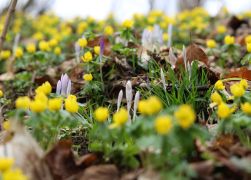 Winterlinge  Gelbe Pracht In Jena 2024 06